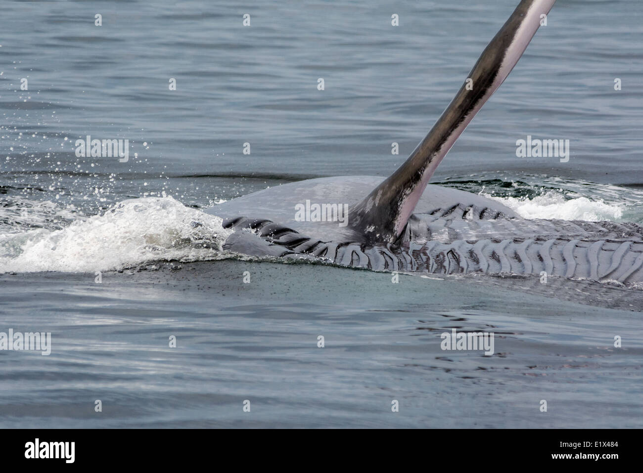 La balenottera azzurra fluke e custodia di gola, Mare di Cortez, Baja, Messico Foto Stock