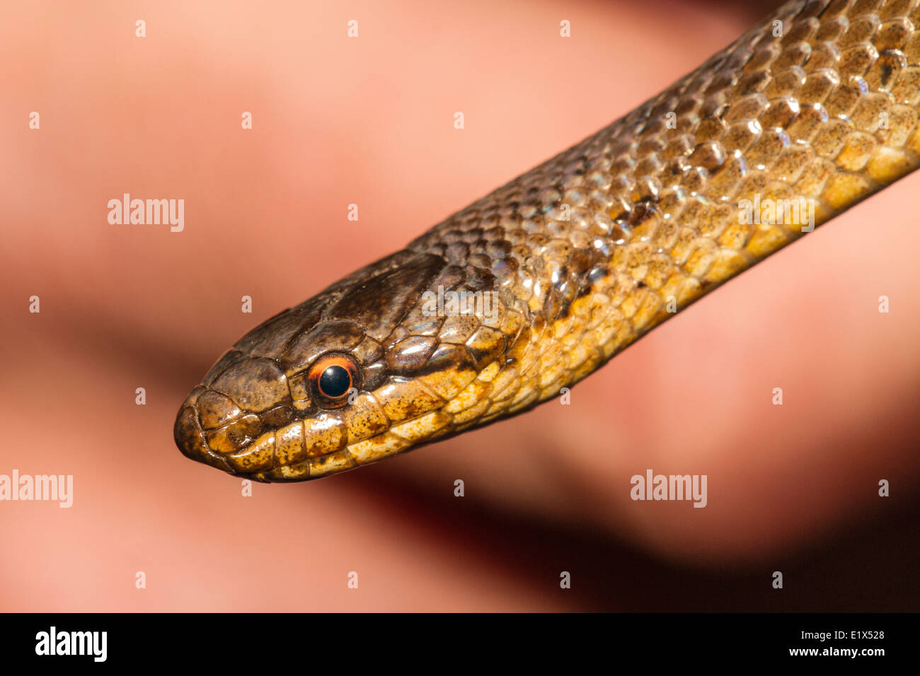 Maschio di colubro liscio (Coronella austriaca) in mano (sotto licenza), Dorset Foto Stock