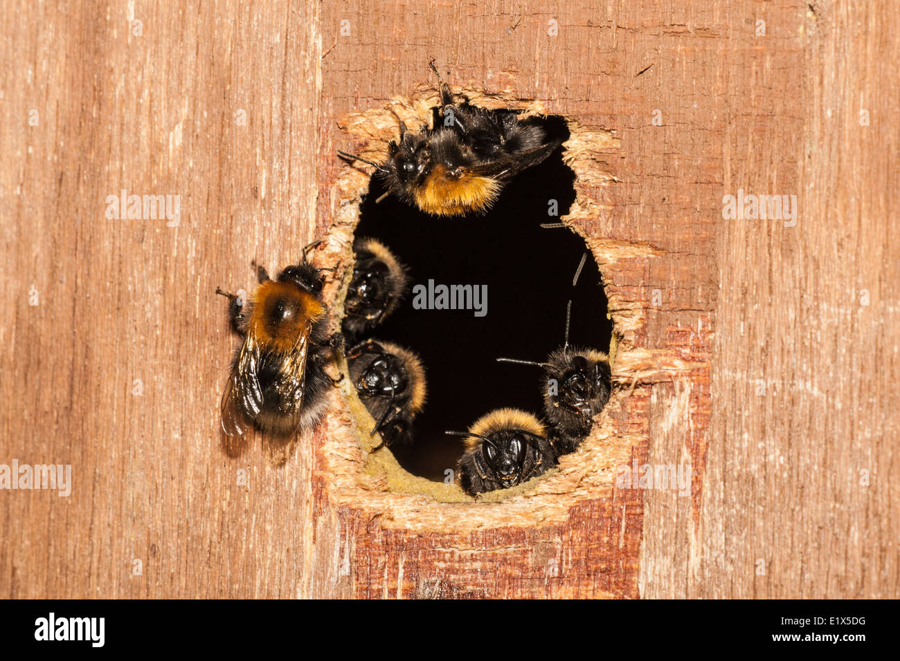 Tree bumblebee o nuovo giardino bumblebee (Bombus hypnorum) all'entrata di un uccello box, Suffolk, Inghilterra Foto Stock