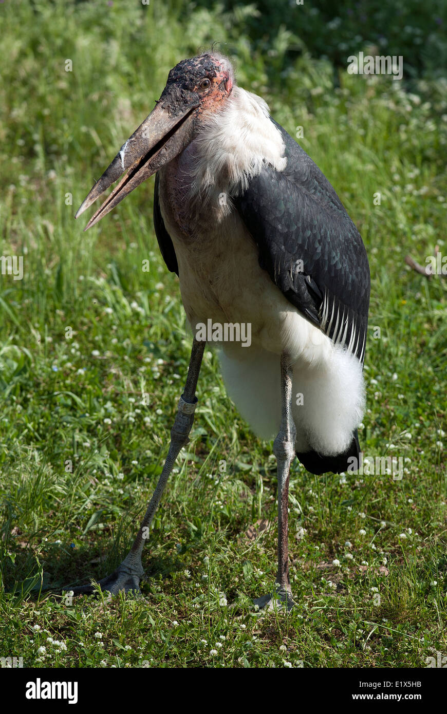 Marabou stork, Leptoptilos crumeniferus, marabu, il Bioparco di Roma, Italia Foto Stock