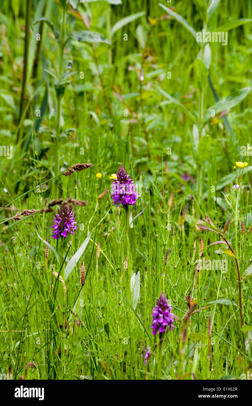 Inizio Marsh-Orchid dal modo Middlewood vicino a Bollington cheshire england Foto Stock