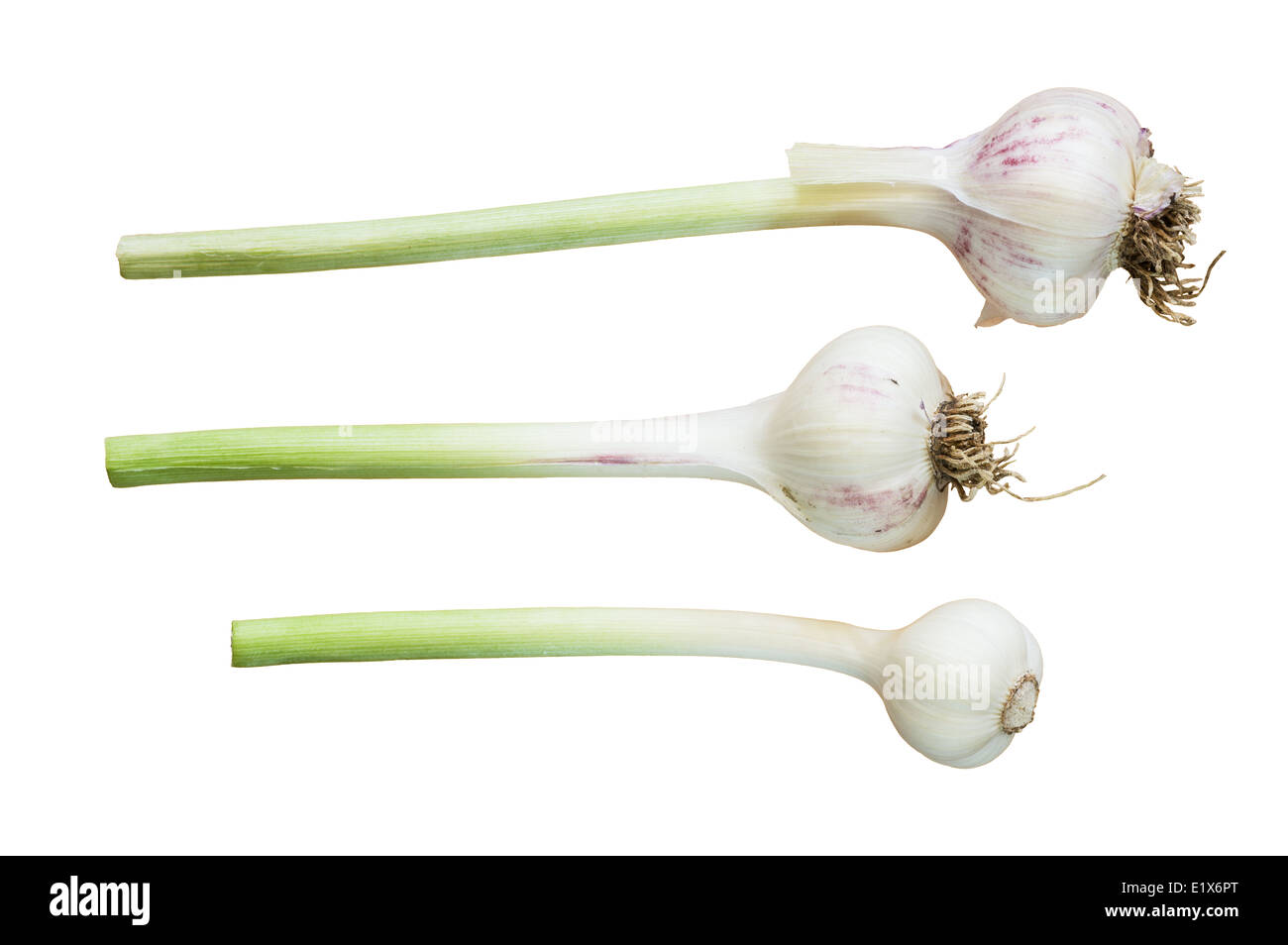 Tre bulbi di aglio da un giardino di casa isolata su sfondo bianco Foto Stock