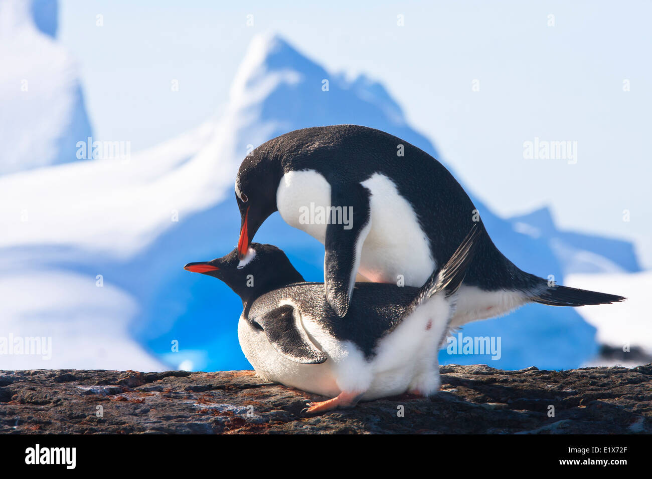 Due pinguini dreaming seduto su una roccia e montagne sullo sfondo Foto Stock