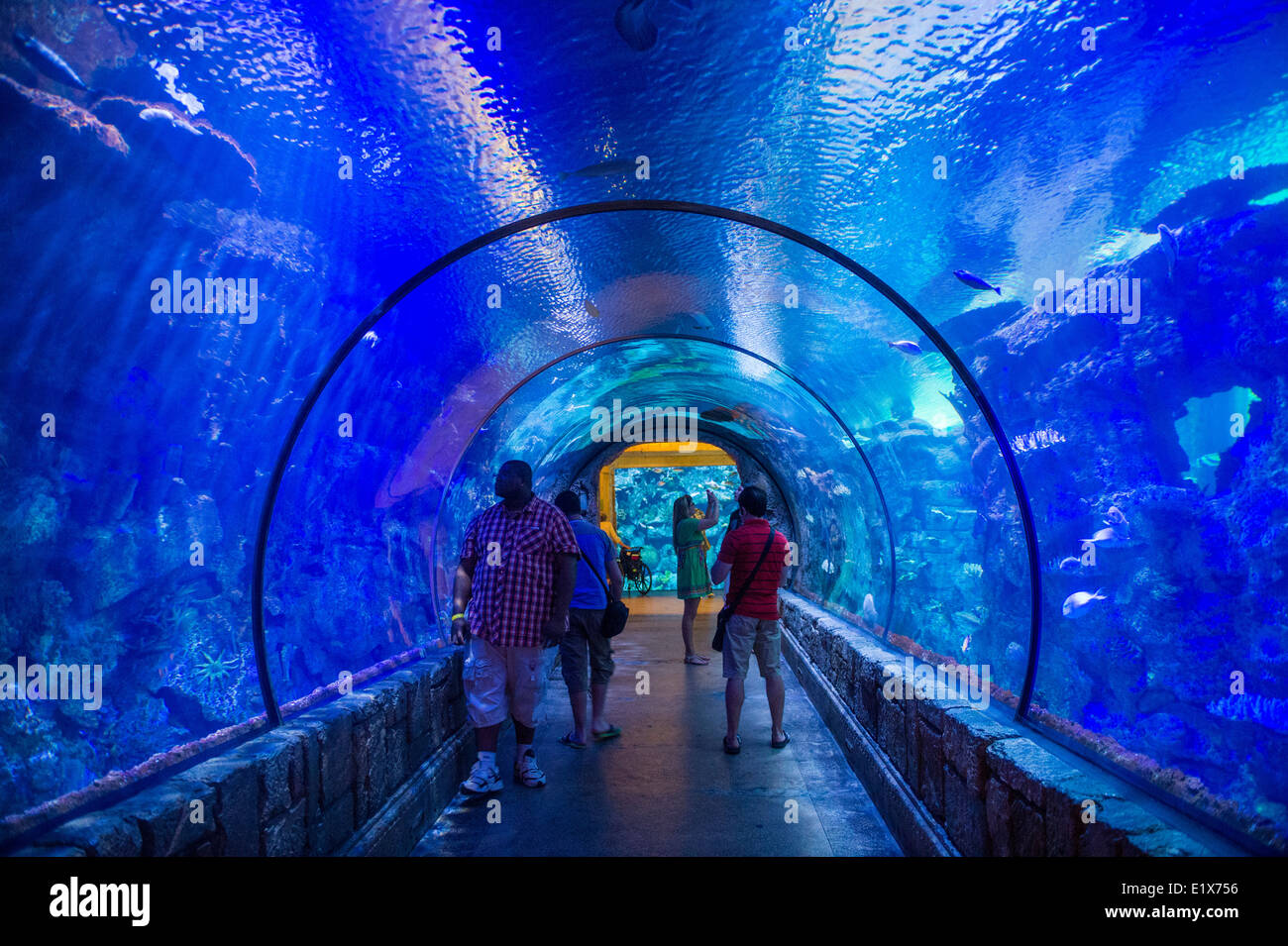 Lo Shark Reef Aquarium al Mandalay Bay hotel e casinò di Las Vegas Foto Stock