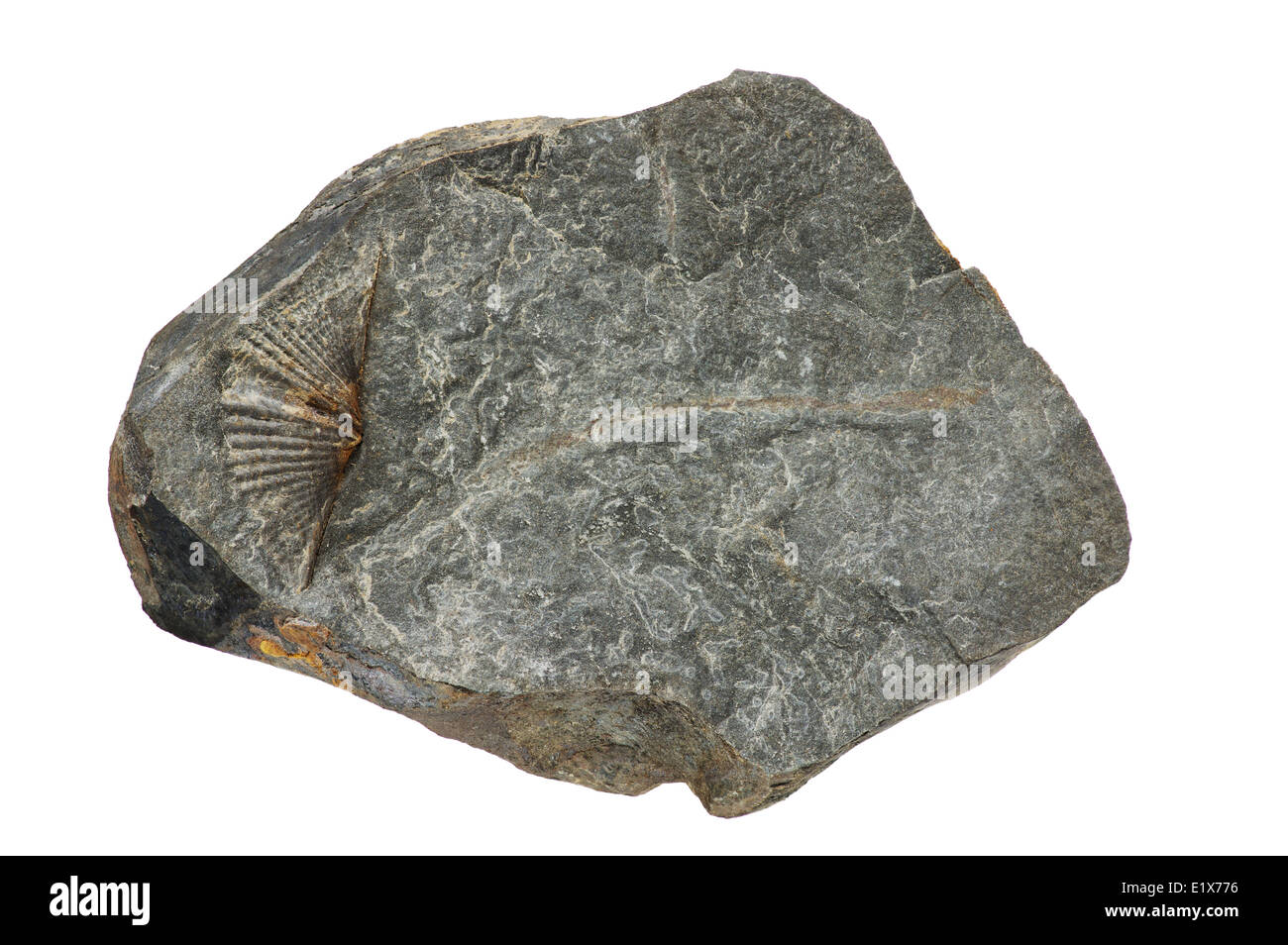 Immagine macro di brachipod fossile in un Marcello roccia argillosa isolato su bianco Foto Stock