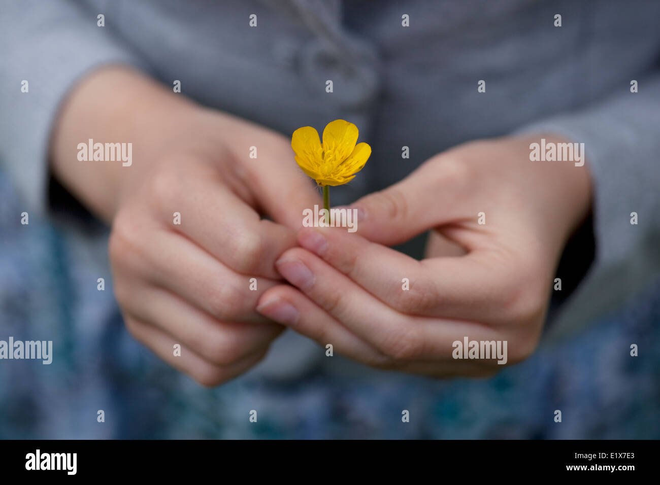 Close-up di un bambino in possesso di un unico ranuncolo giallo. Foto Stock