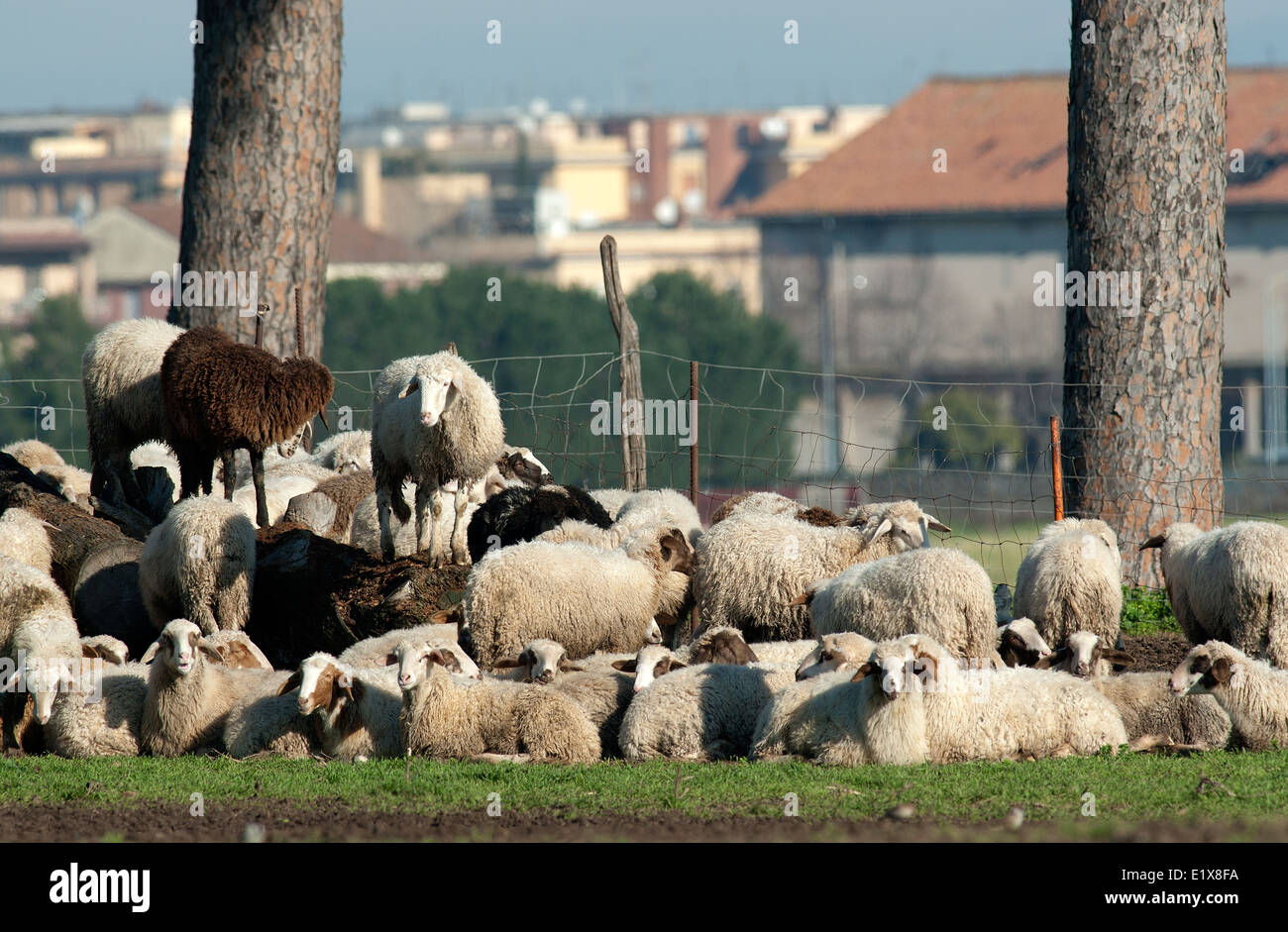 Gregge di pecore nella campagna intorno a Roma, lazio, Italy Foto Stock