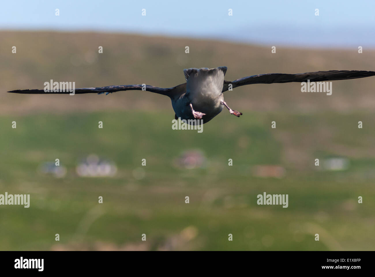 Una estremità di coda vista di un Fulmar appeso nel vento Foto Stock