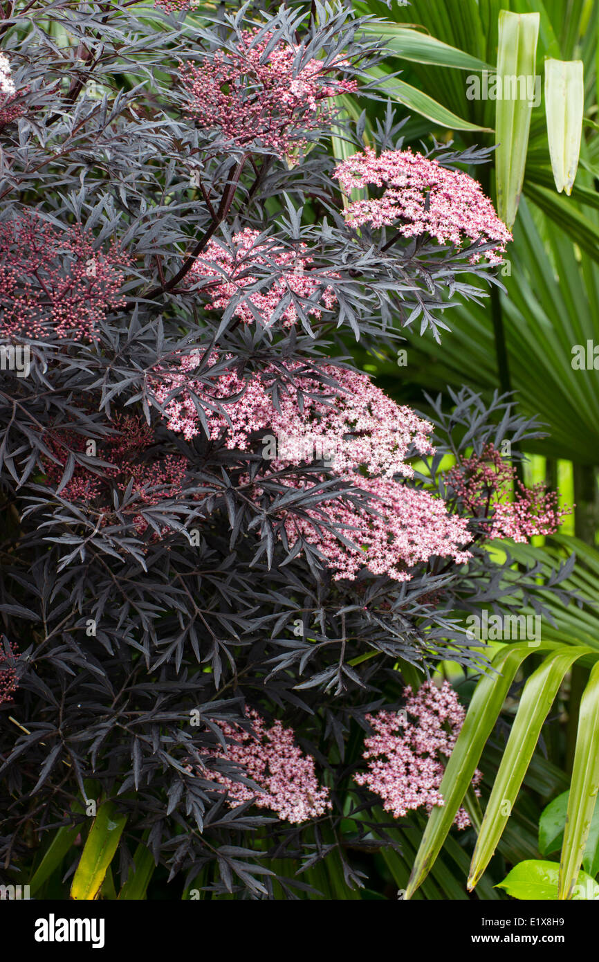 Emergono le teste dei fiori di Sambucus nigra "pizzo nero' fare un buon contrasto con la tagliata finemente foglie scure Foto Stock