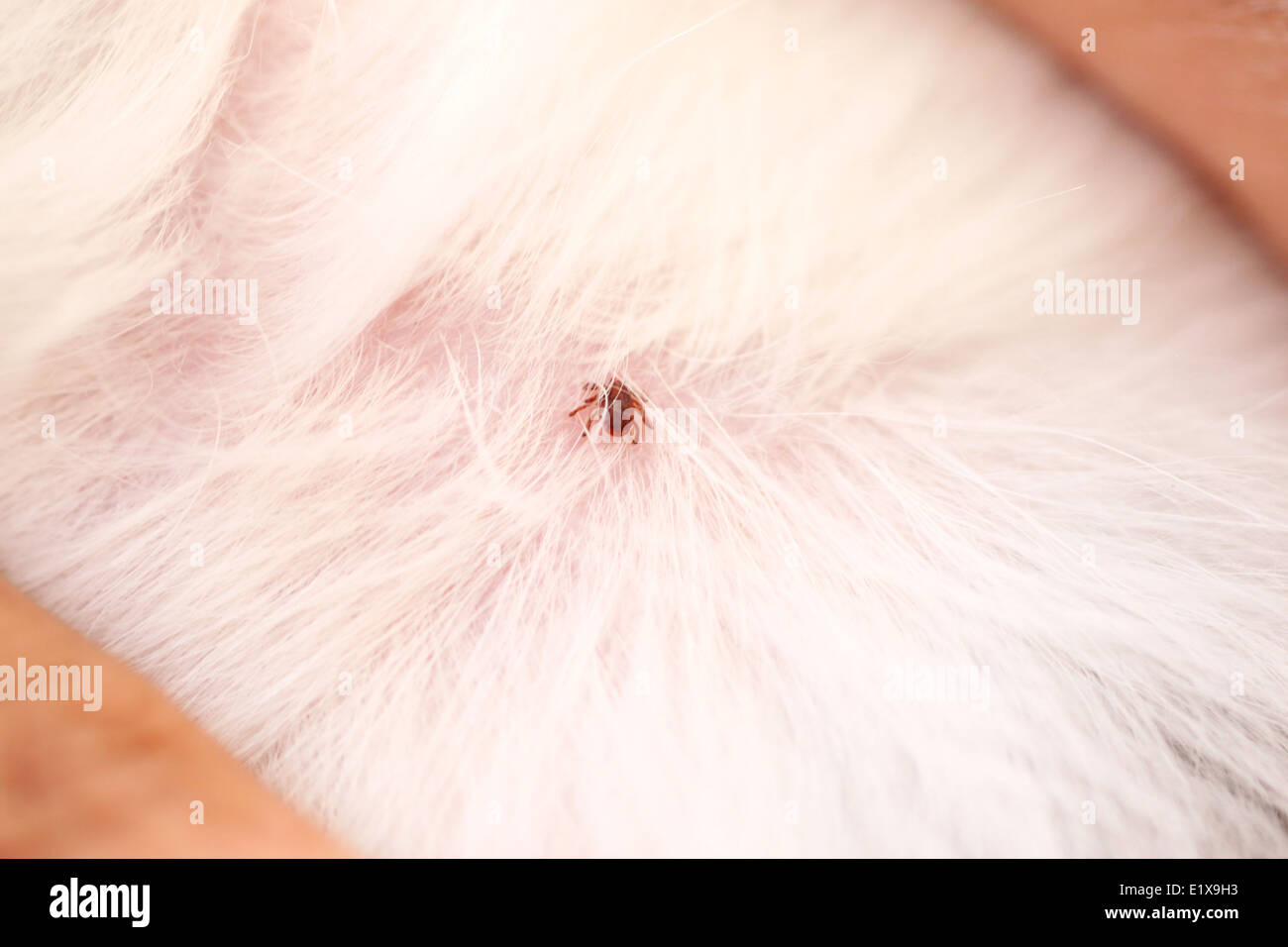 Chiudere il cane zecche sulle pellicce di shih tzu pet. Foto Stock