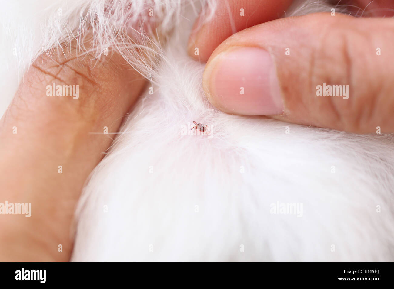 Chiudere il cane zecche sulle pellicce di shih tzu pet. Foto Stock