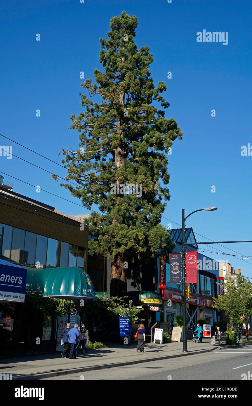 Sequoia gigante (Sequoiadendron giganteum) cresce su 41st Avenue nel villaggio di Kerrisdale, Vancouver, BC, Canada Foto Stock