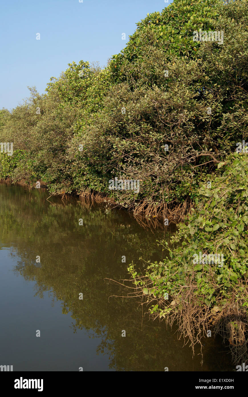 La foresta di mangrovie e le radici di mangrovia, visualizzare nelle vicinanze lagune tropicali a Goa in India Foto Stock