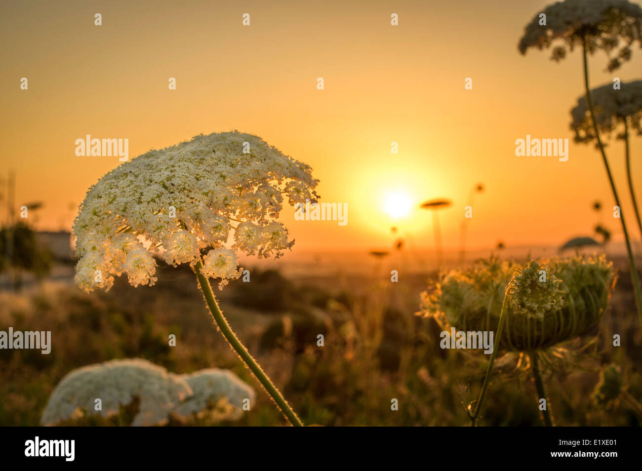 Cipriano fiori e boccioli durante un tramonto Foto Stock