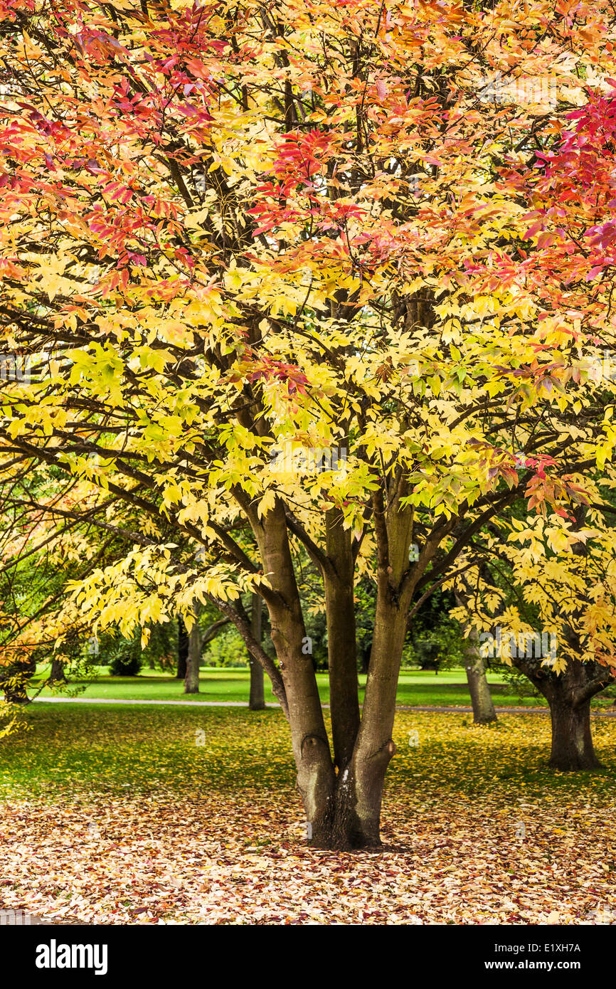 Kew Gardens all'inizio dell'autunno, Londra Foto Stock