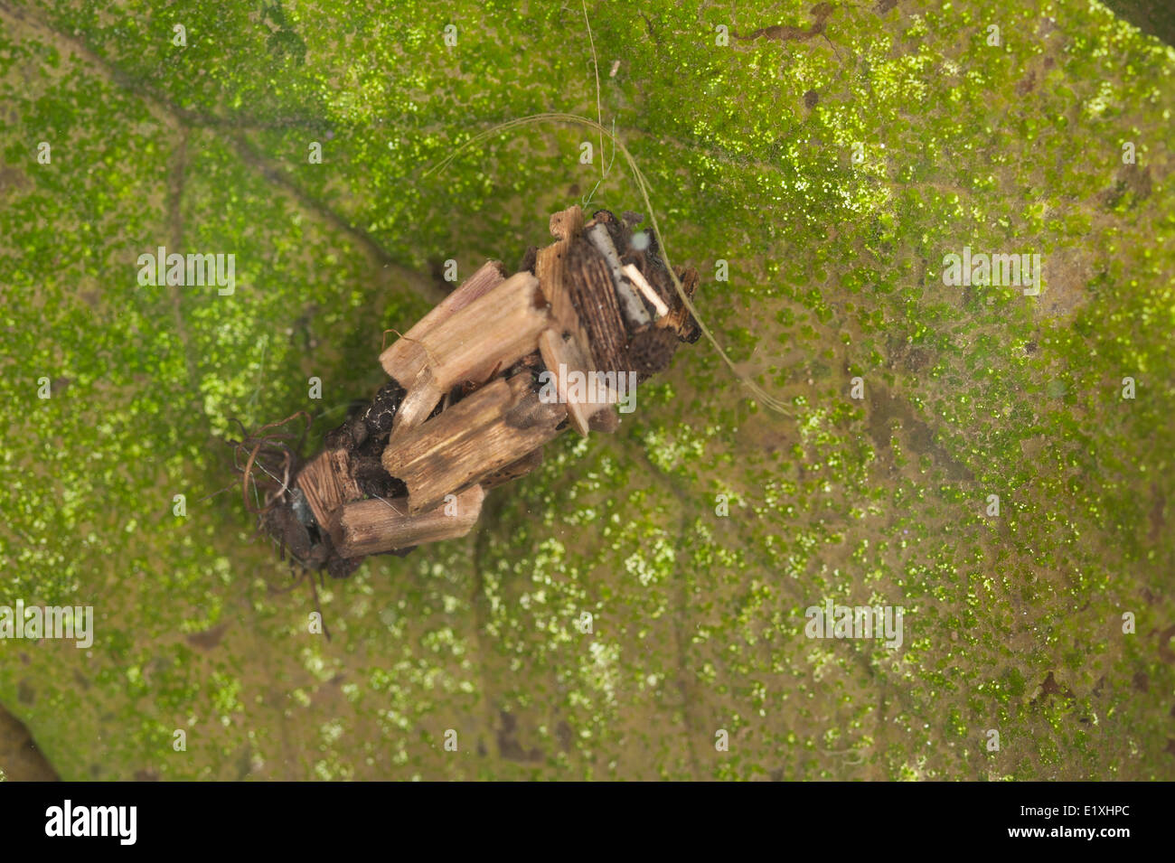 Casi di insetto caddis fly realizzato da tagliare le foglie e i materiali organici così si fonde con lo sfondo in ancora stagno di acqua Foto Stock