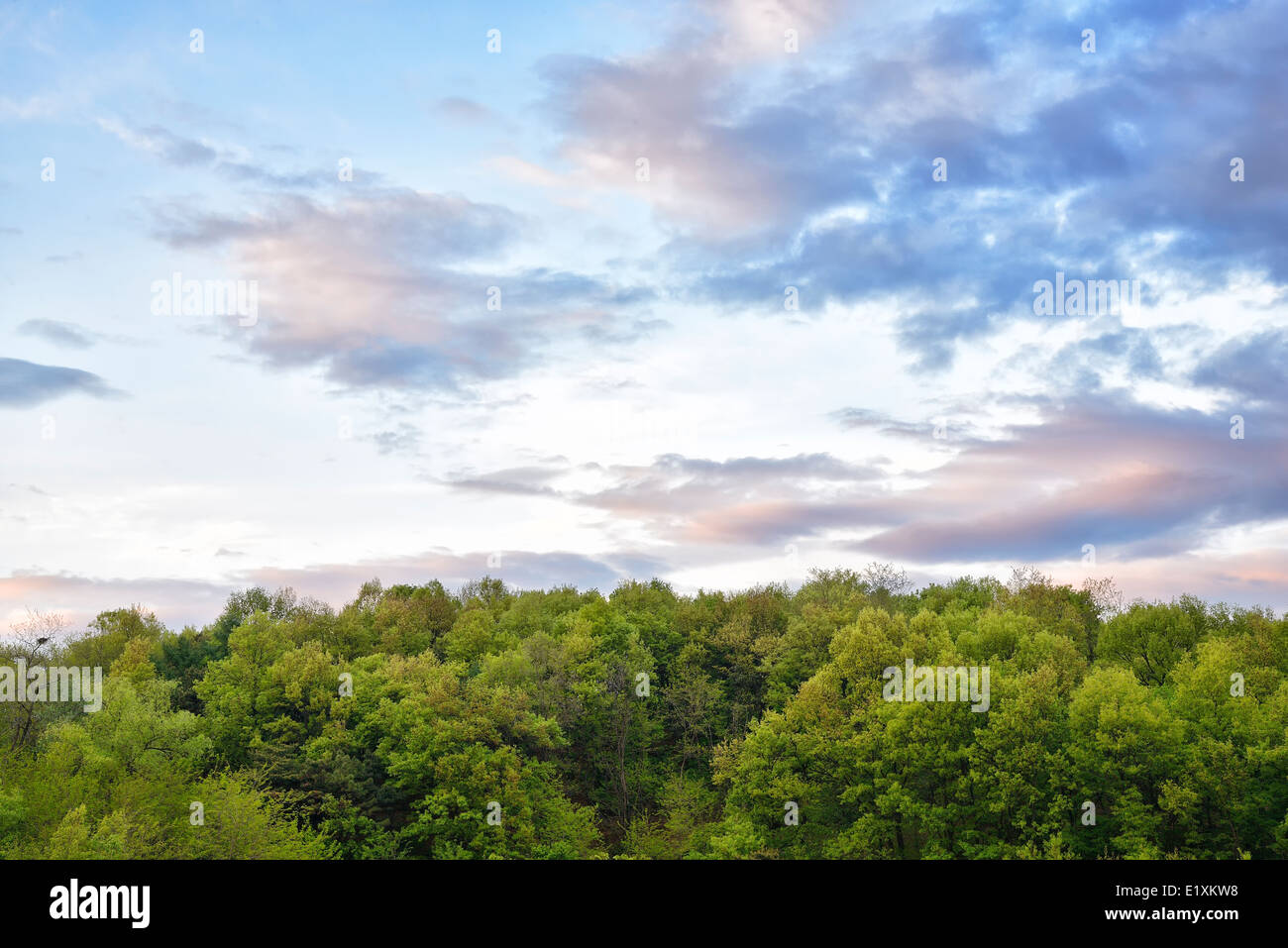 Colorato cielo nuvoloso con verdi alberi di sera Foto Stock