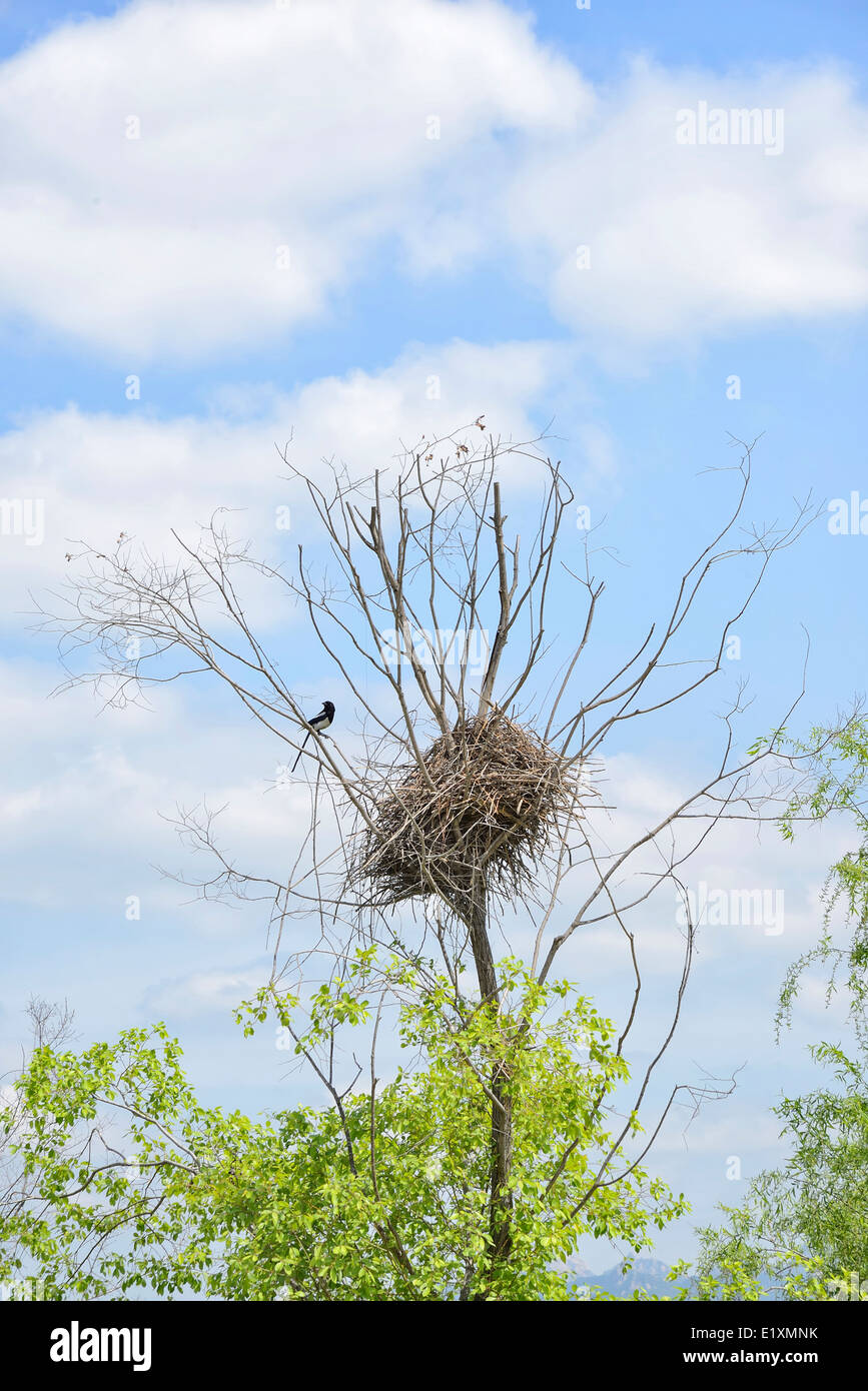 Gazza nido su un albero in giornata di sole Foto Stock