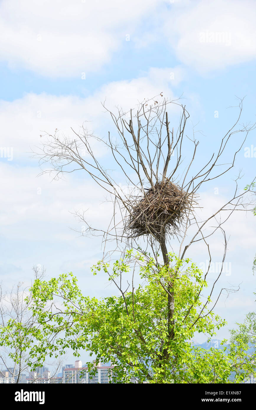 Gazza nido su un albero in giornata di sole Foto Stock