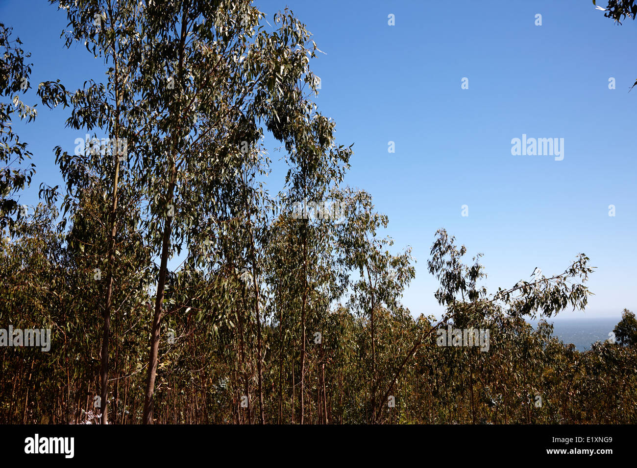 Foresta di eucalipti los pellines Cile Foto Stock