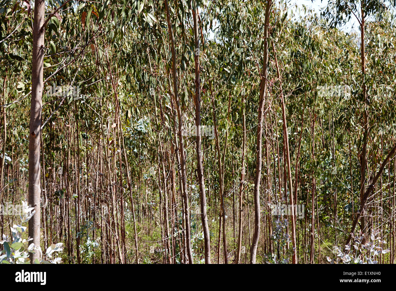 Foresta di eucalipti los pellines Cile Foto Stock