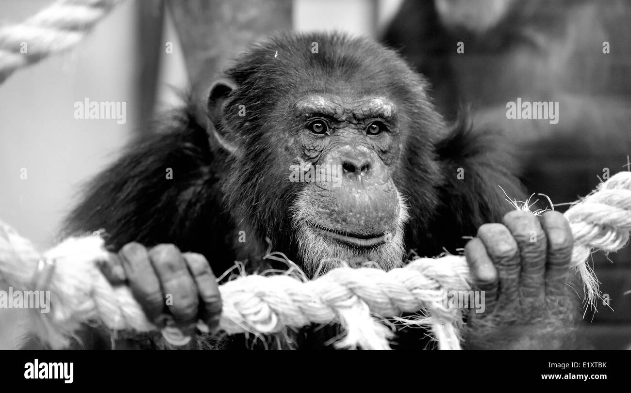 Un ritratto di un vecchio di uno scimpanzé presso lo Zoo Twycross England Regno Unito Foto Stock