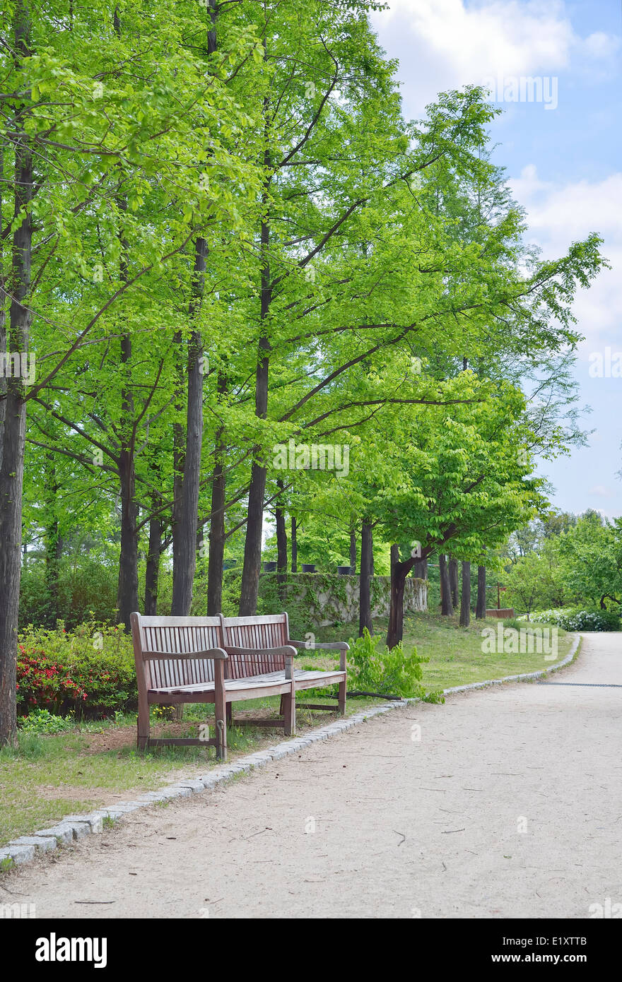 Vecchia panca in legno con uno sfondo di alberi di alto fusto nella giornata di sole Foto Stock