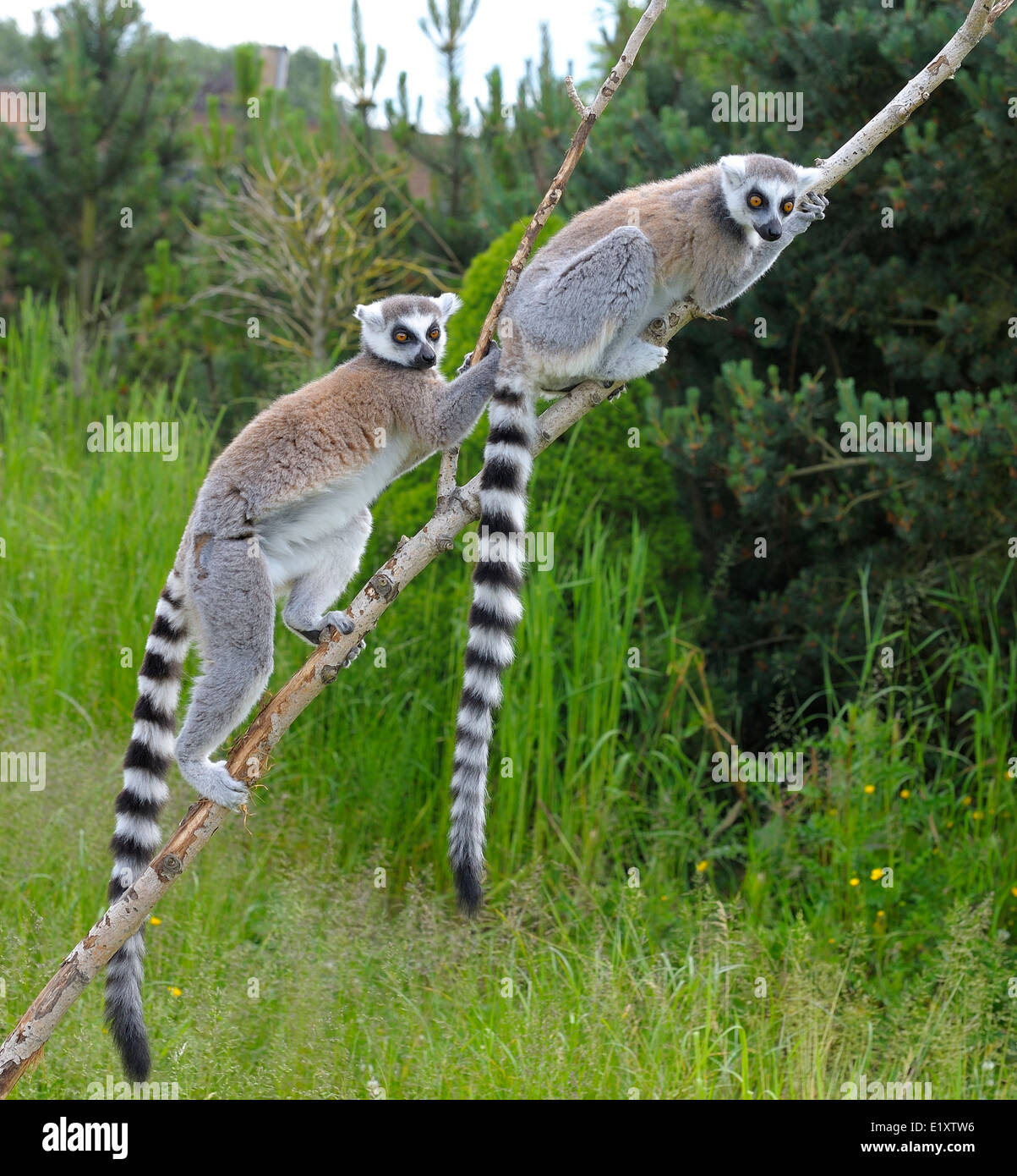L'anello tailed lemur lo Zoo Twycross England Regno Unito Foto Stock