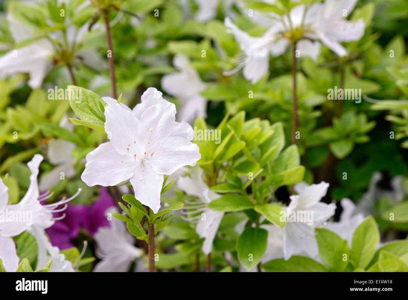 Primo piano di azalea bianco fiore in primavera Foto Stock