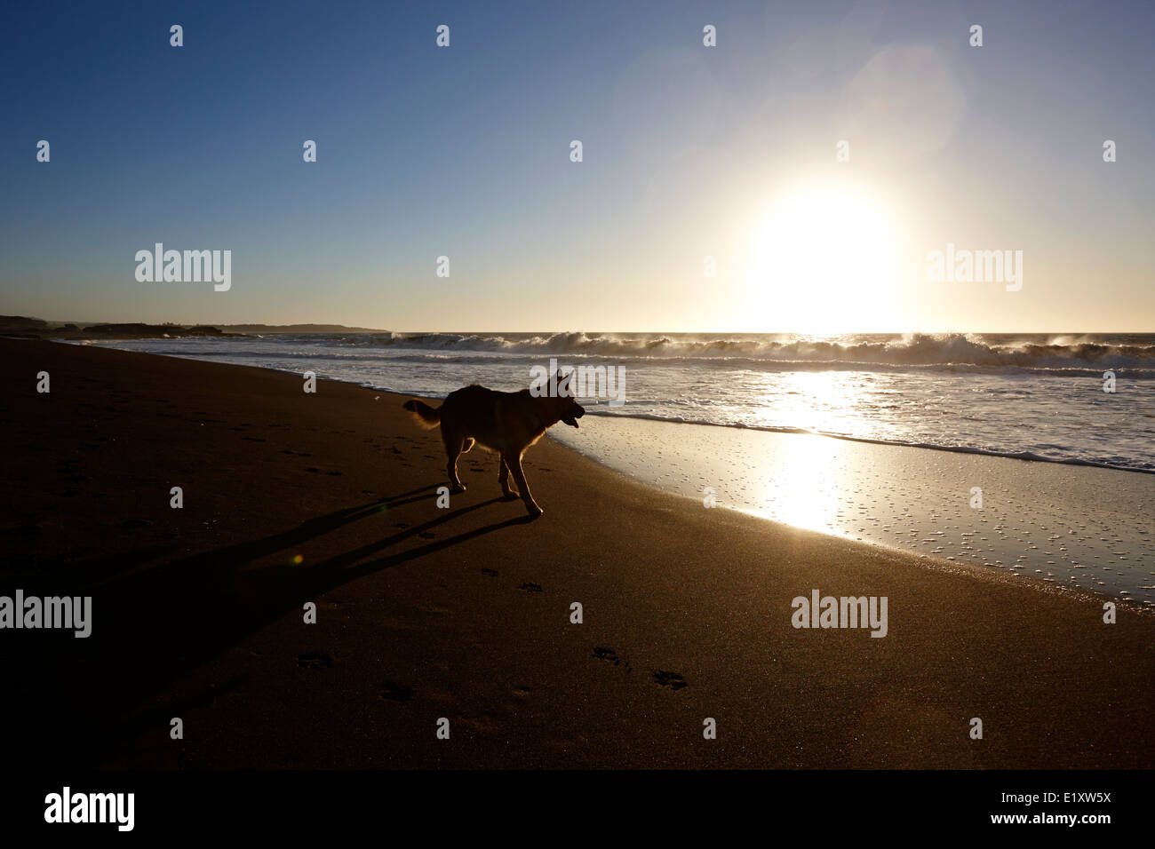 Pastore Tedesco cane a camminare lungo la spiaggia con il sole tramontare sull'oceano pacifico los pellines Cile Foto Stock