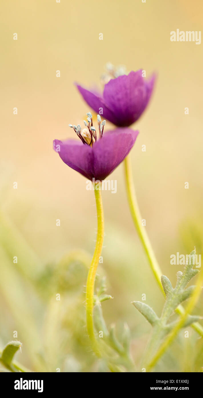 Viola di papavero fiore selvatico (Papaver). Fotografato in Giordania in aprile Foto Stock