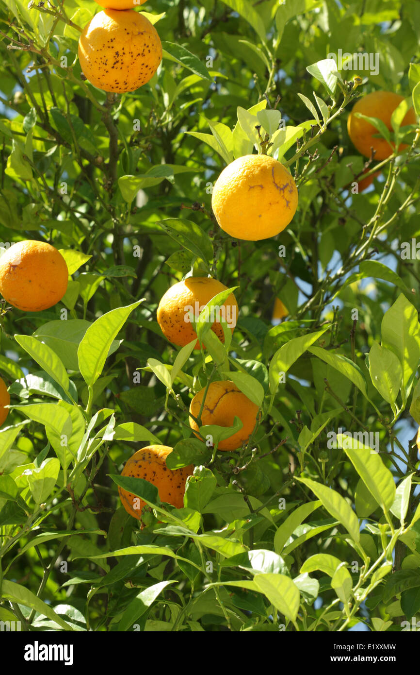 Tangerini su un albero Foto Stock