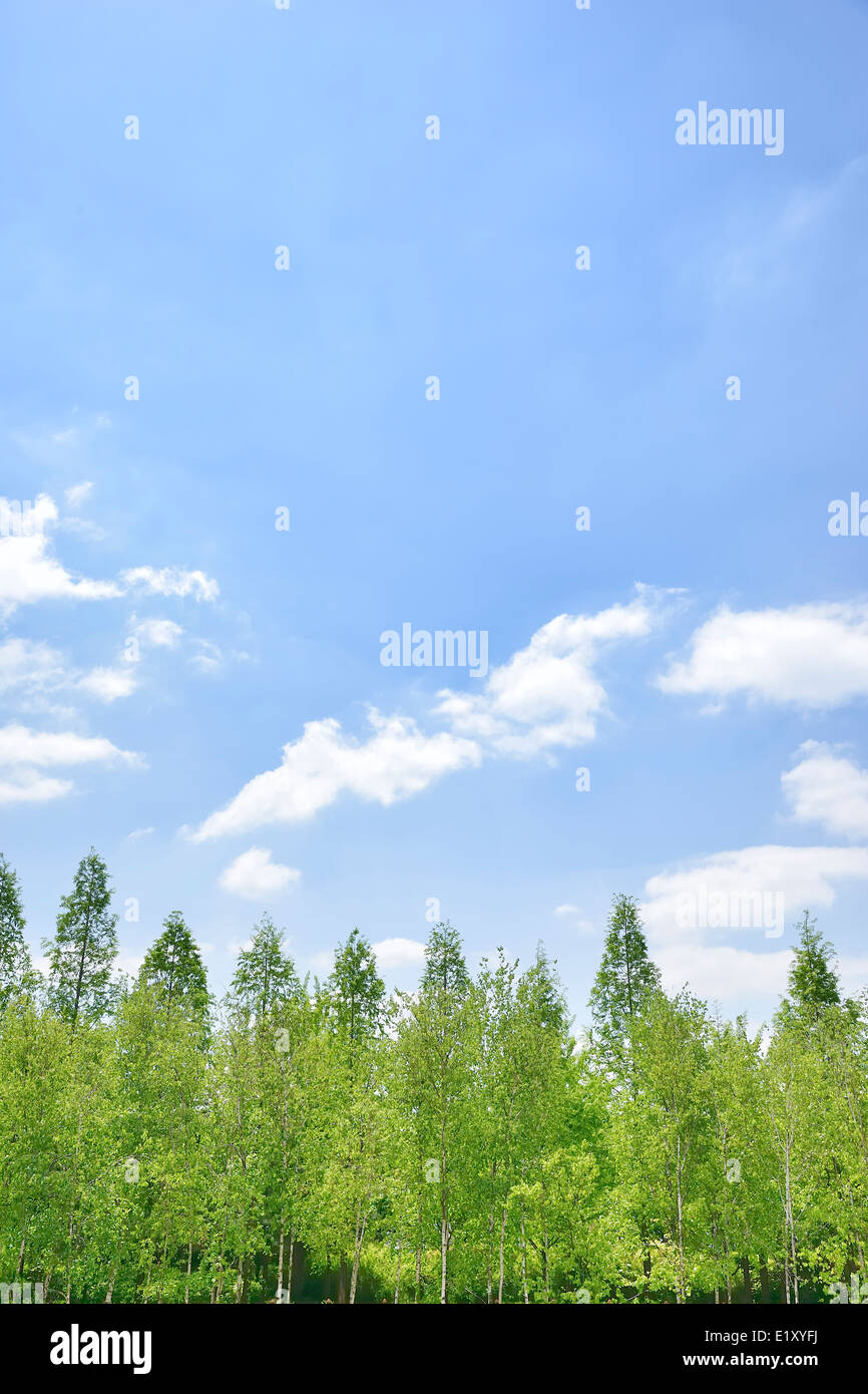 Cielo nuvoloso e alberi di alto fusto nella giornata di sole Foto Stock