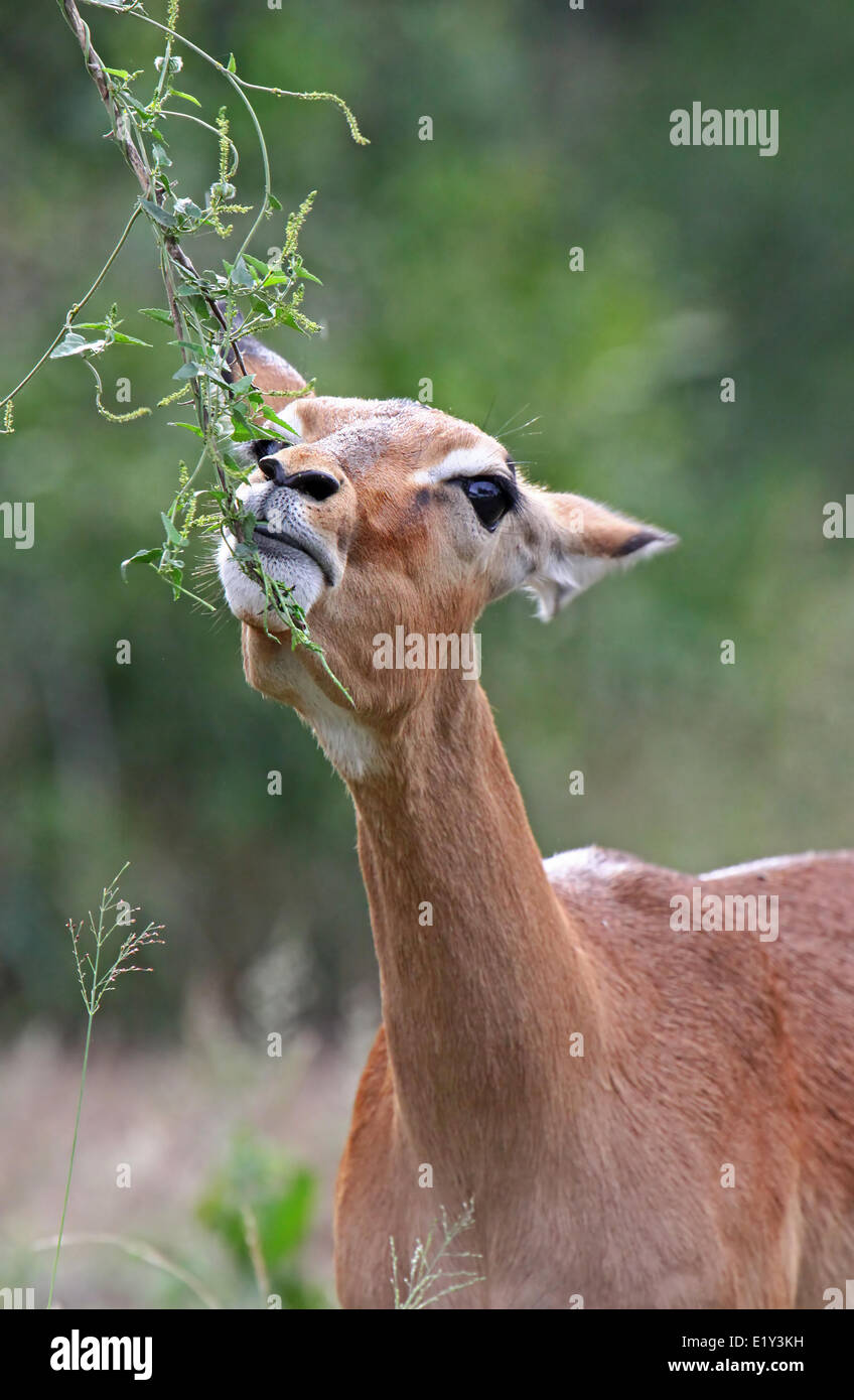 Impala, Sud Africa Foto Stock