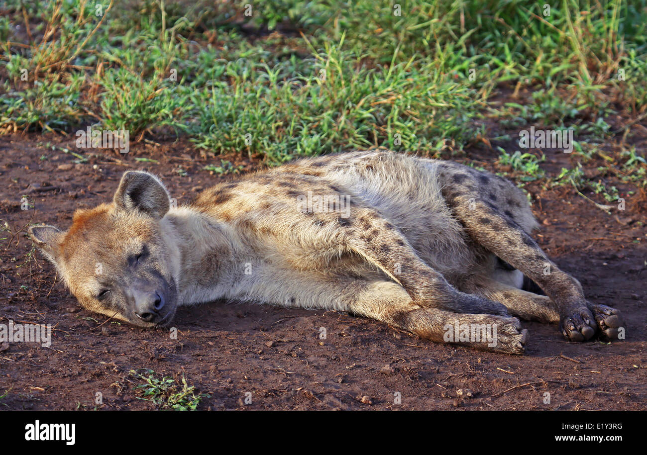 La iena, sud africa, la fauna selvatica Foto Stock