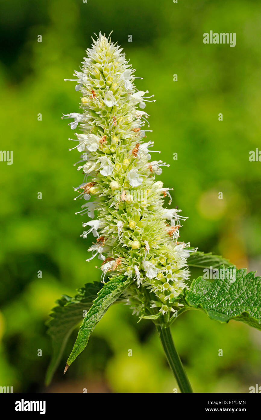 Foglia di ortica horsemint o gigante issopo. Agastache urticifolia. Foto Stock