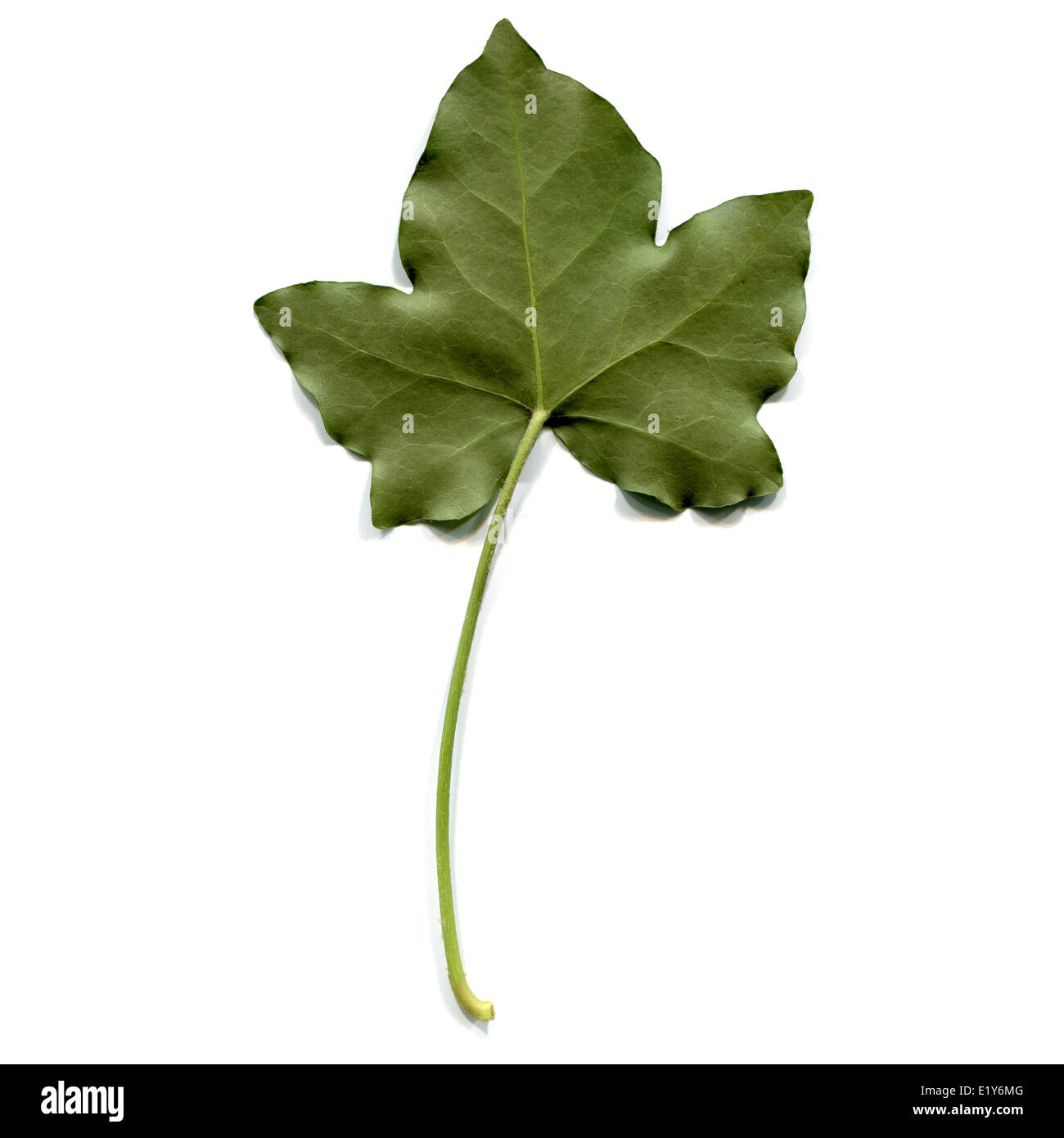 Foglia di edera Foto Stock