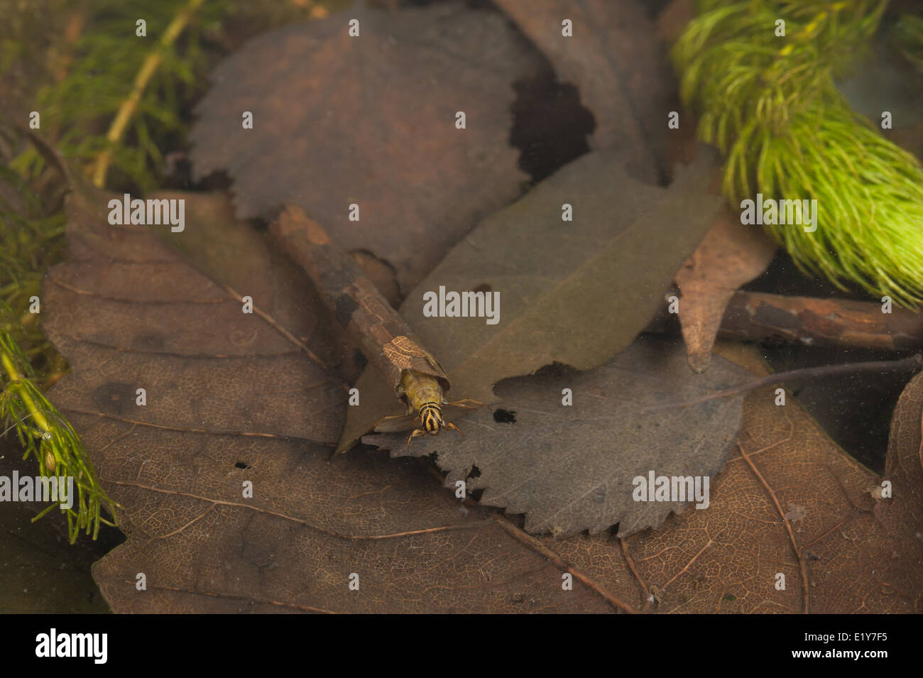 Casi di insetto caddis fly realizzato da tagliare le foglie e i materiali organici così si fonde con lo sfondo in ancora stagno di acqua Foto Stock