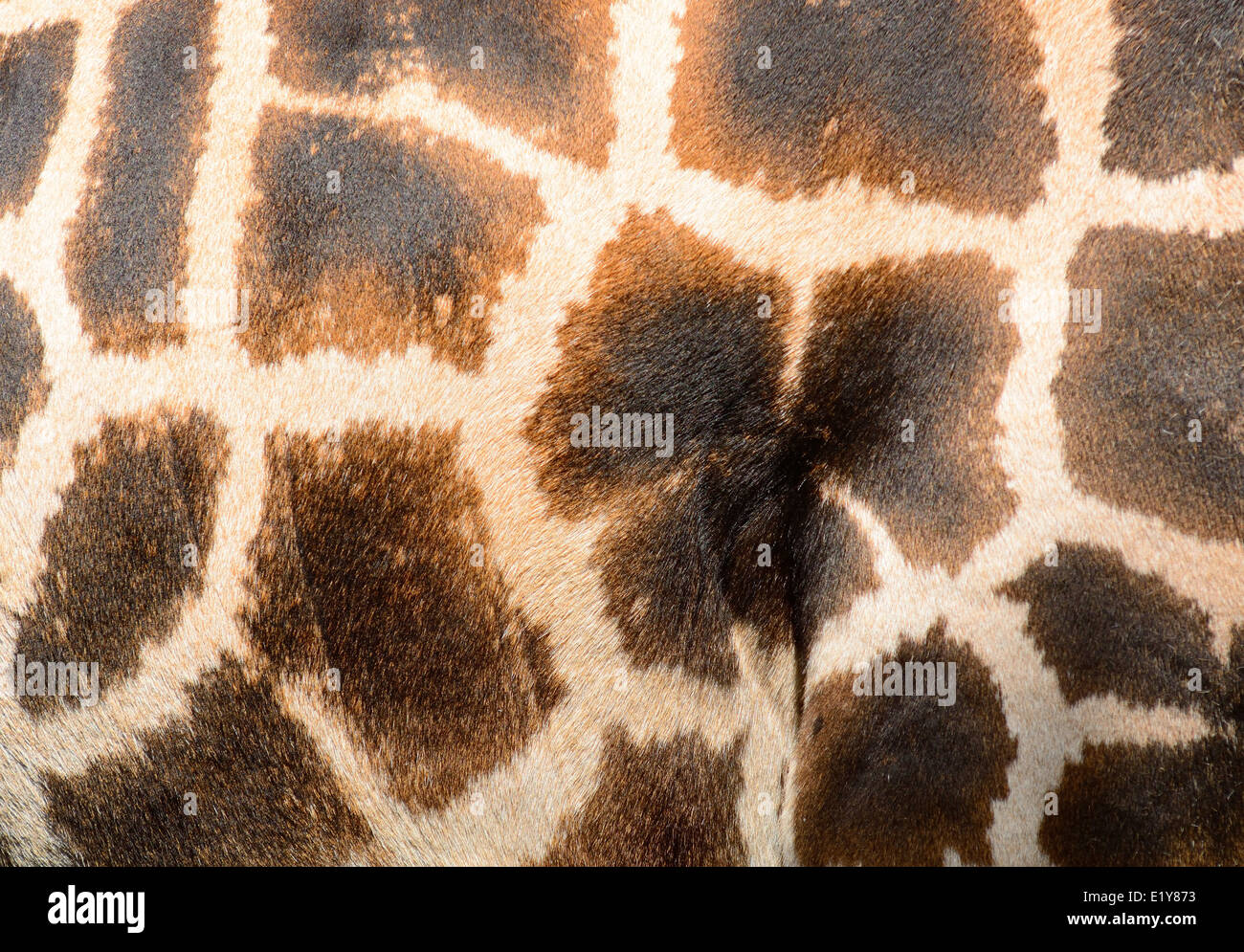 Una giraffa di pelle marrone sfondo pattern closeup shot. Foto Stock