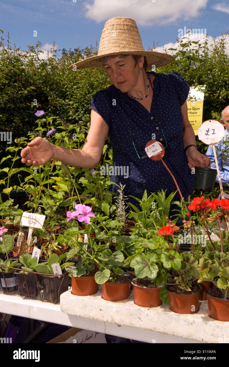 Donna che stanno curiosando di stallo di piante in un villaggio di fiere estive, dockenfield, UK. Foto Stock