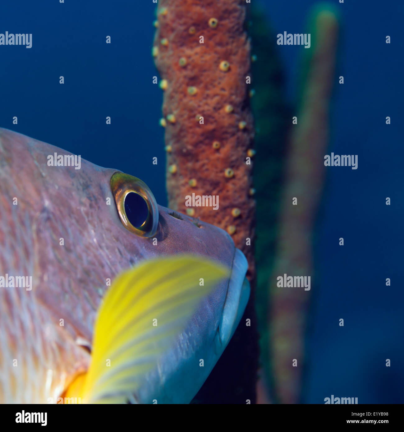 Primo piano di un occhio di pesce tropicale. Foto V.D. Foto Stock