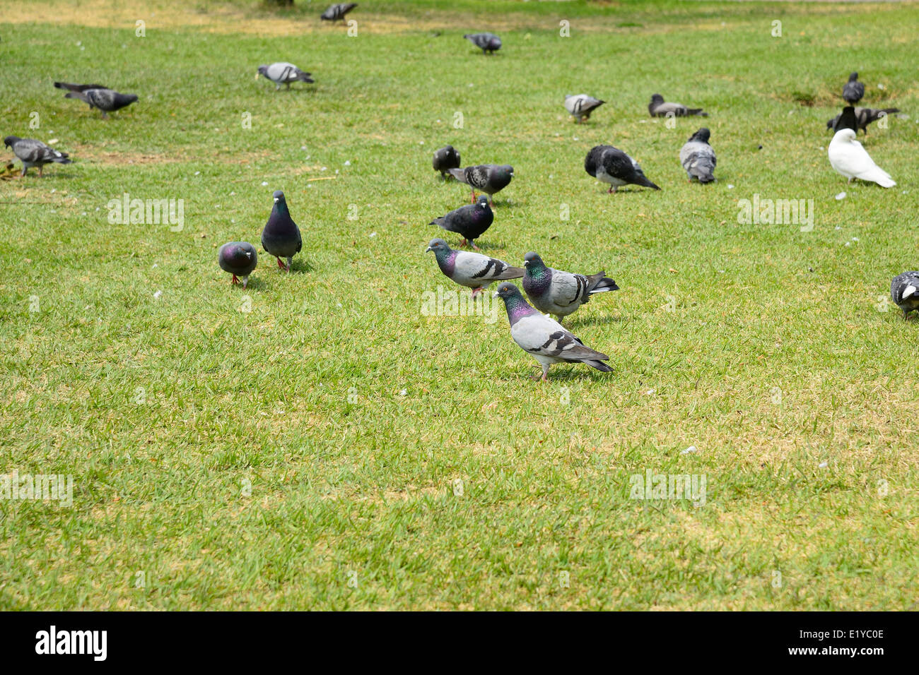 Un sacco di piccioni su un prato verde Foto Stock