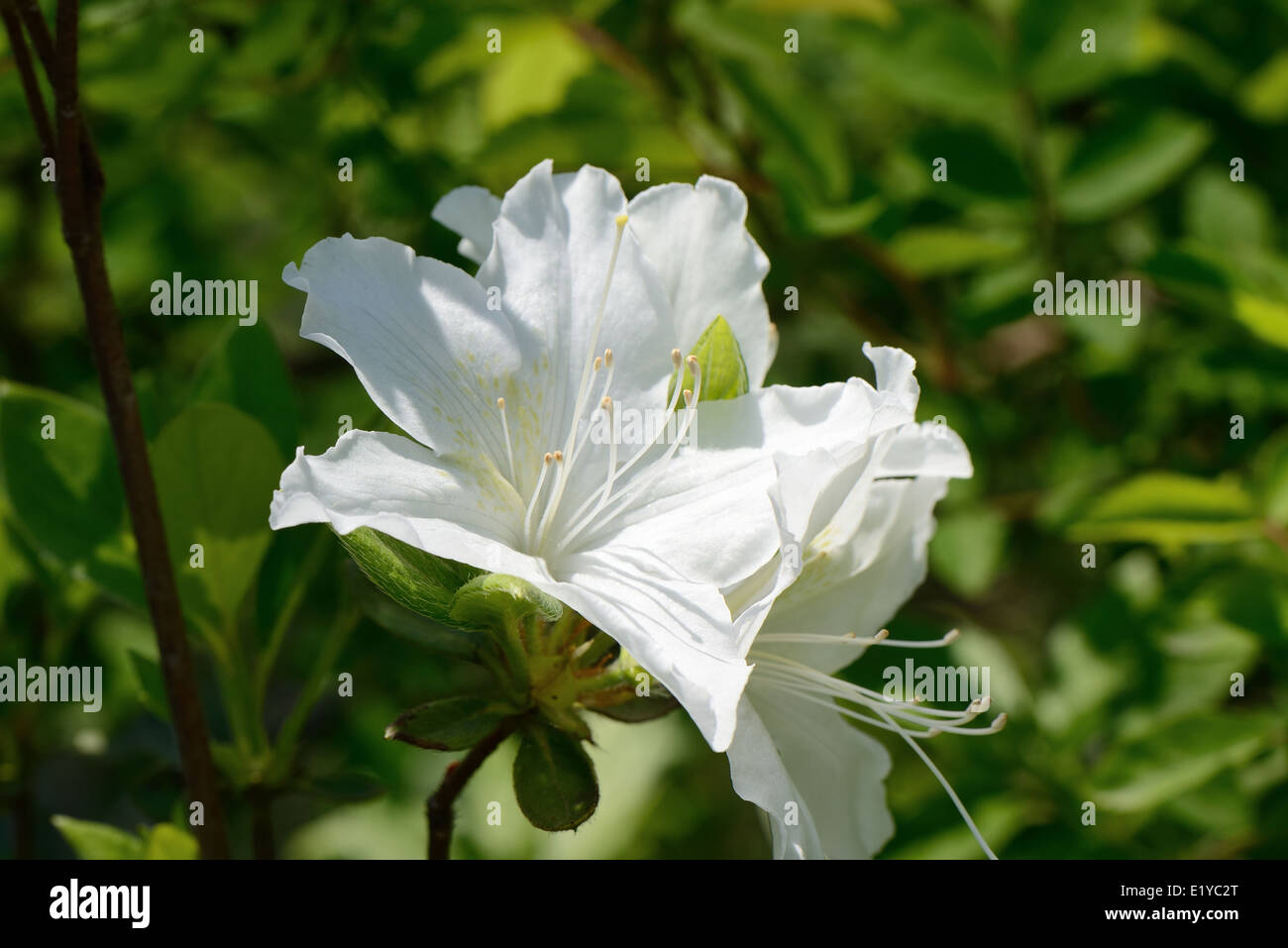 Primo piano di azalea bianco fiore in primavera Foto Stock