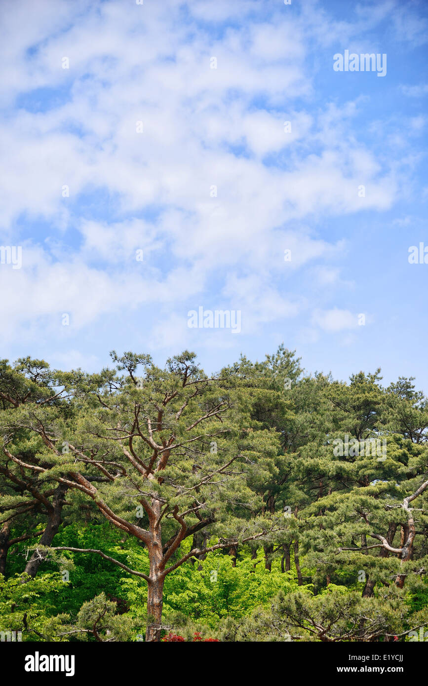 Cielo nuvoloso e alberi di pino nella giornata di sole Foto Stock