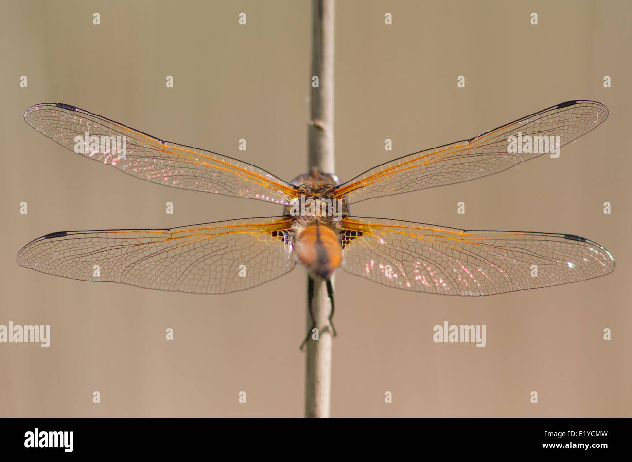 Scarsa chaser dragonfly (libellula fulva) Foto Stock