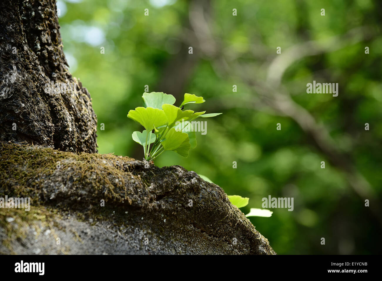 Primo piano di giovani foglie di ginkgo in giornata soleggiata Foto Stock