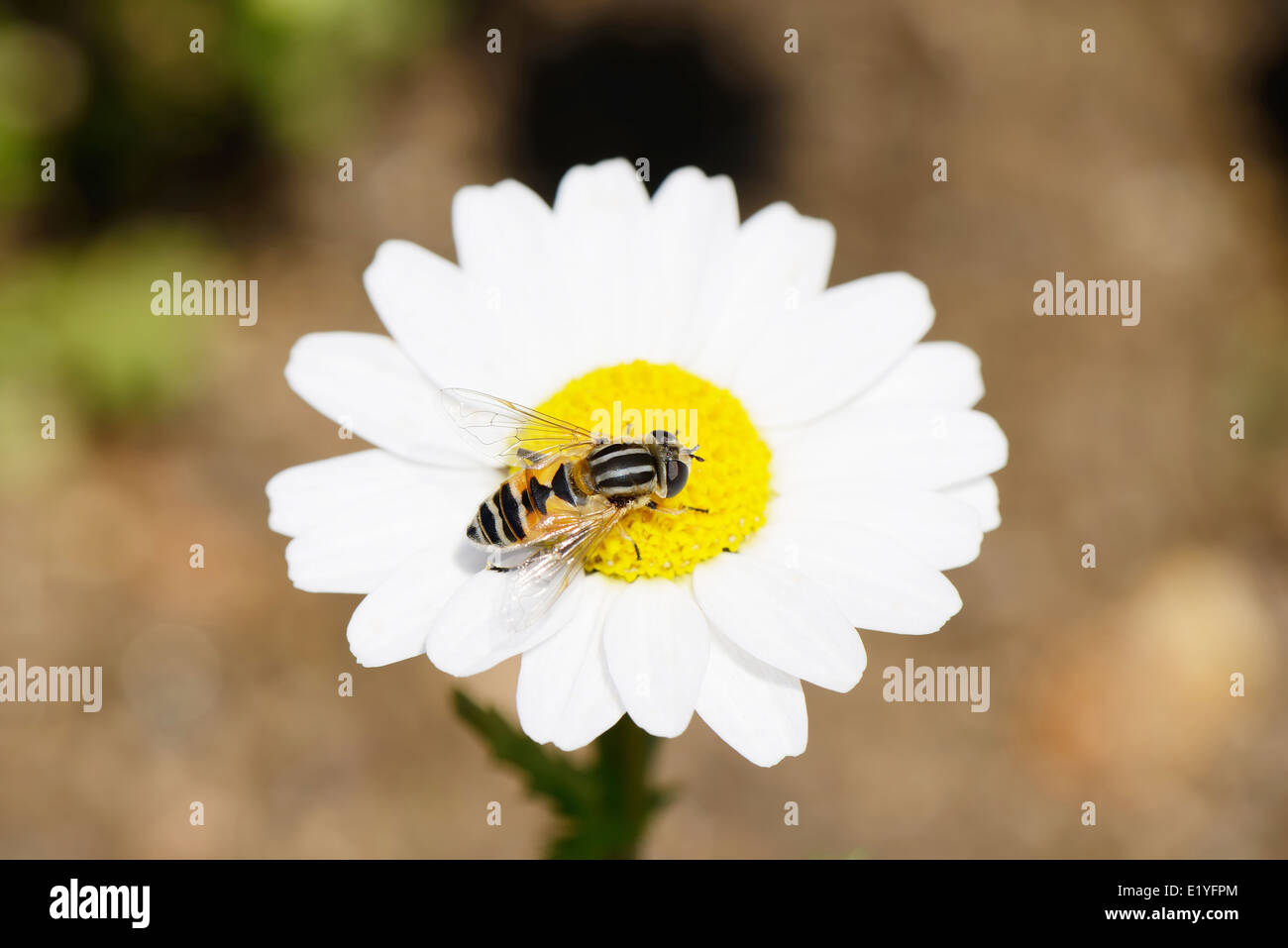 Ape su un bianco fiore marguerite in estate Foto Stock