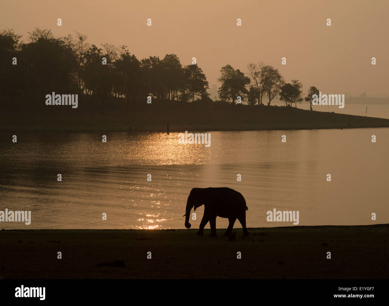 Silhouette di un maschio di elefante asiatico in habitat dal fiume Kabini backwaters in Nagarahole Parco Nazionale, India Foto Stock