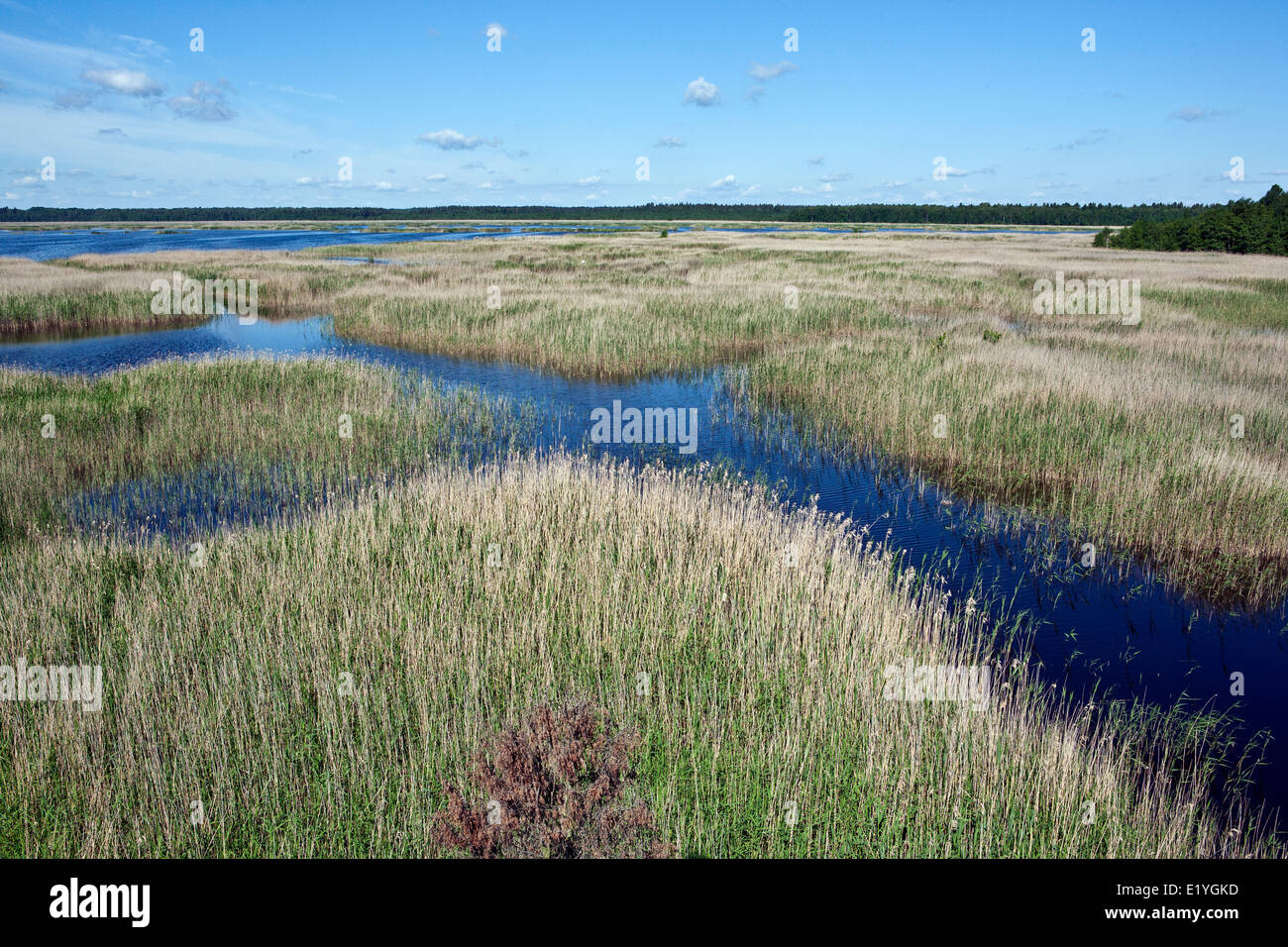 Lago Kanieris è poco profonda laguna costiera lago - un vero tesoro della natura in Kemeri Parco Nazionale della Lettonia Foto Stock