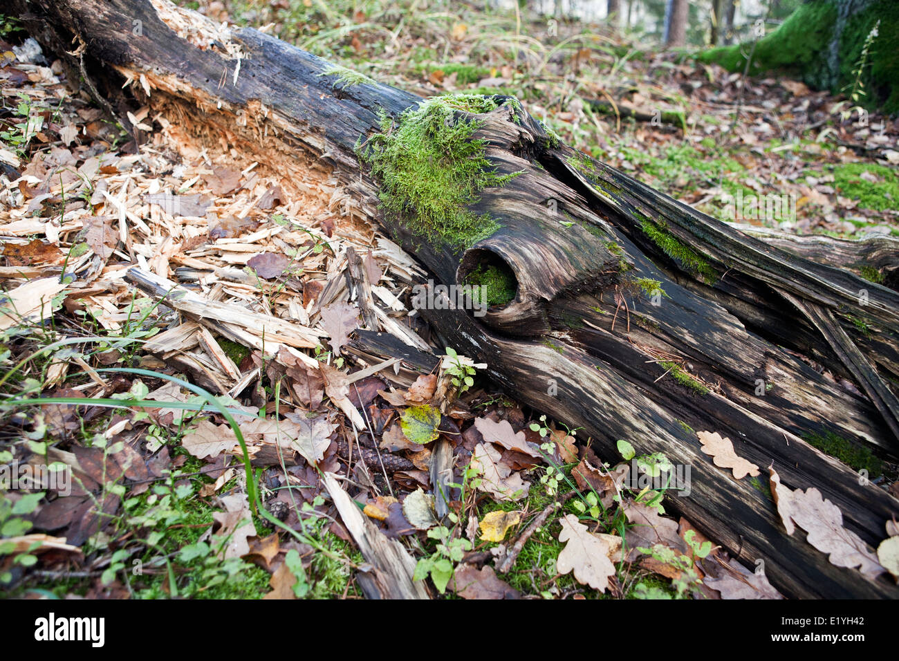 Dead albero caduto in primo piano Foto Stock